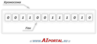 Генетические алгоритмы: хромосома и гены