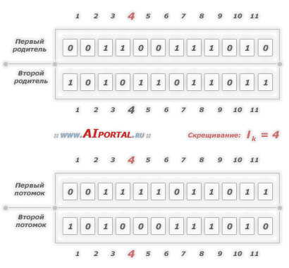 Генетические алгоритмы: точечное скрещивание