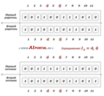 Генетические алгоритмы: двухточечное скрещивание